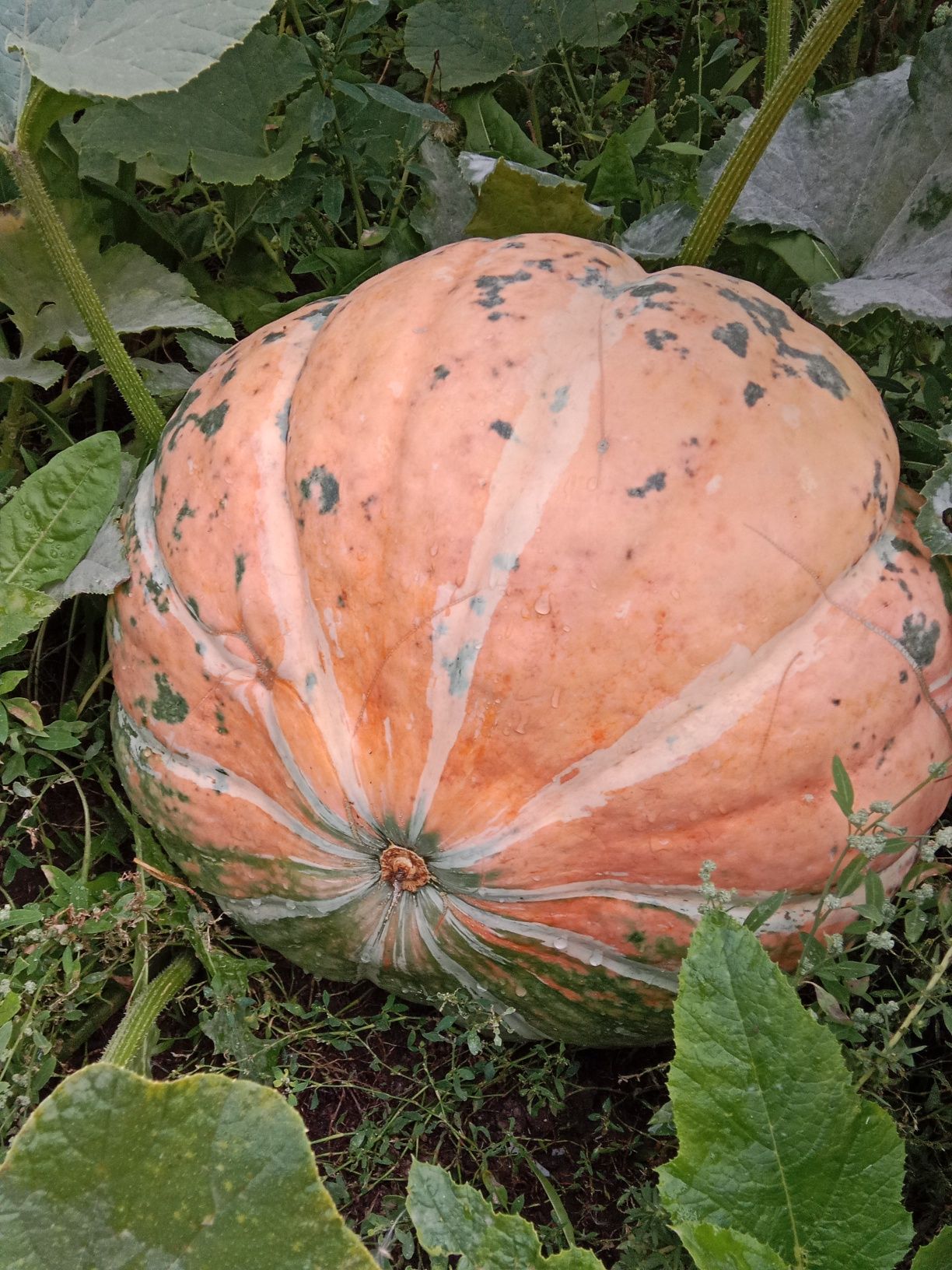 Продам домашную тыкву