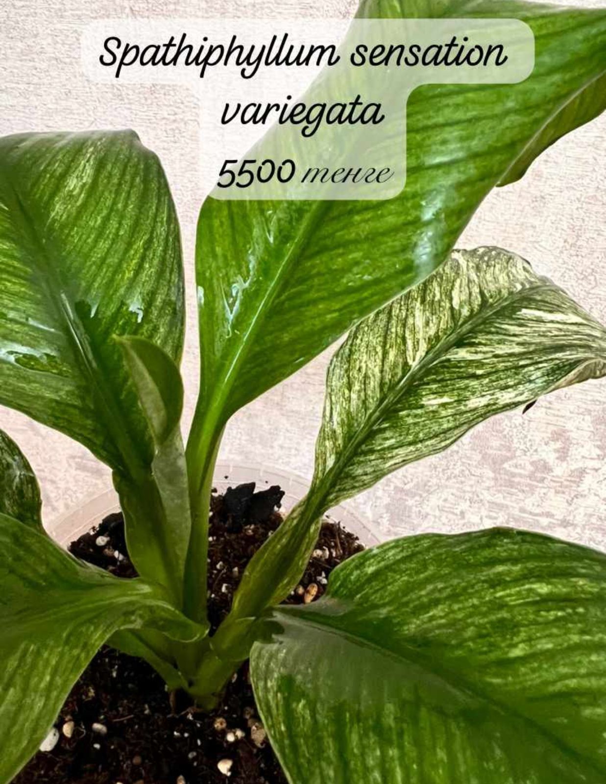 Продам Spathiphyllum sensation variegata