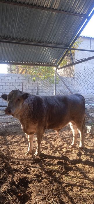 Zotdor buqacha  sotiladi