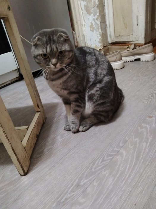 В добрые руки отдам