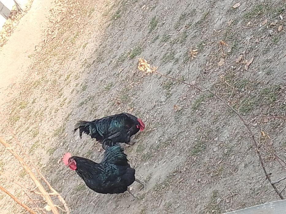 Zoti toza avstralop xo'rozlari sotiladi