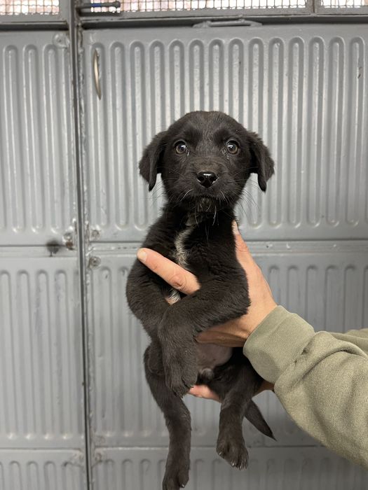 Подаряваме 3 малки женски кученца