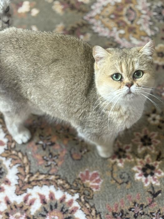 British Shorthair, Golden Shaded, 4 ani.