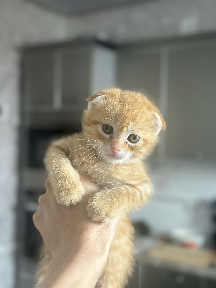 Scottish fold mushuk