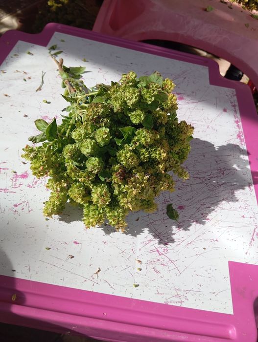 Vand busuioc verde si uscat