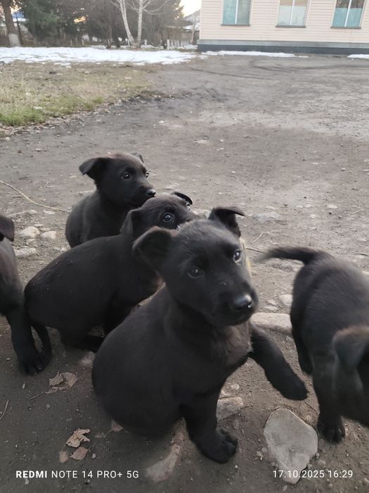 Продам щенка, полностью черный