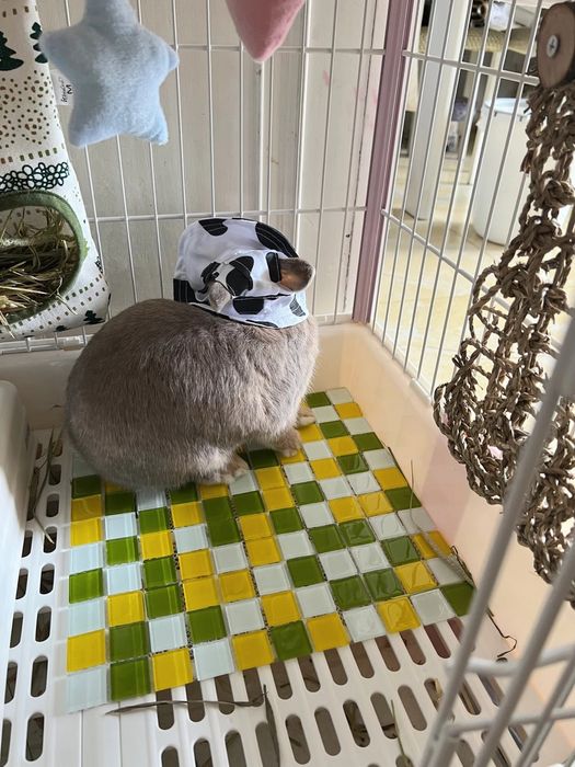 Sovg‘a topolmayapsizmi?