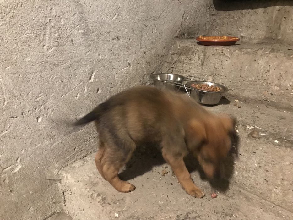 Спешно! Малко  кученце си търси дом!