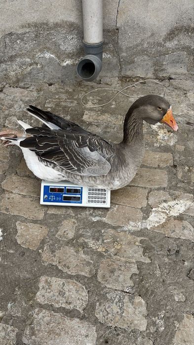 Гоз гуси gʻoz крупный серий ва холмогорский гозлари сотилпди