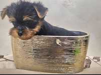 Cățel Yorkshire Terrier băiețel