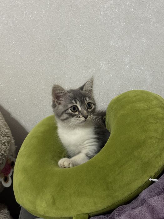 Одтам котенка девочка