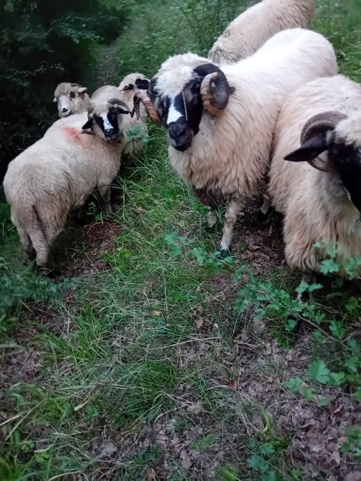 Vand schimb berbec breaz