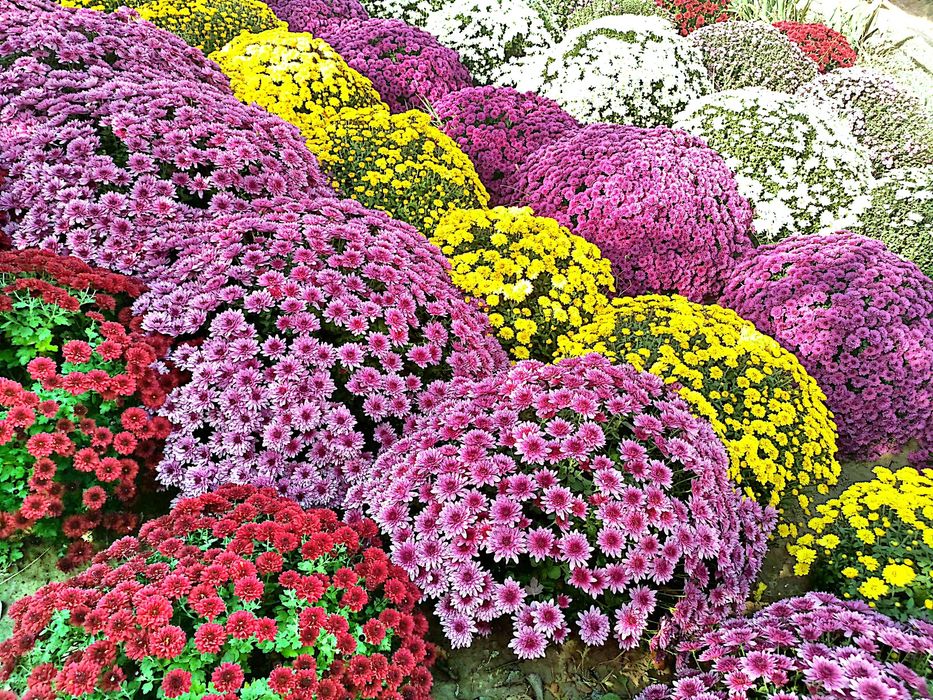 Хризантема глобус сатылады