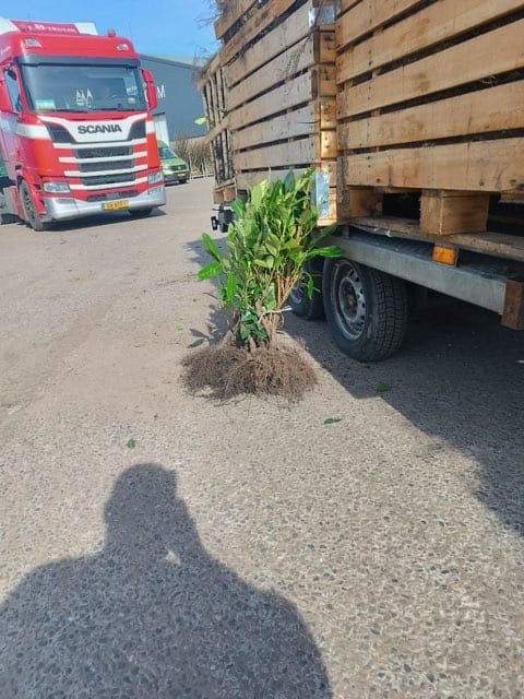 Vănd laur englezesc