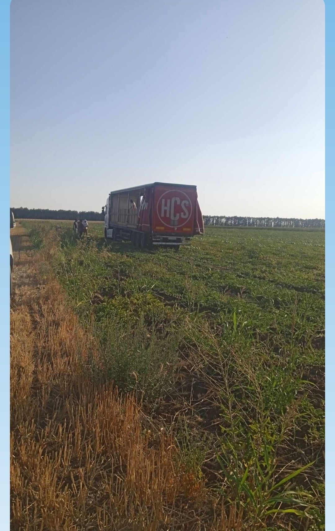 Добруджански дини на едро,сорт Арашан