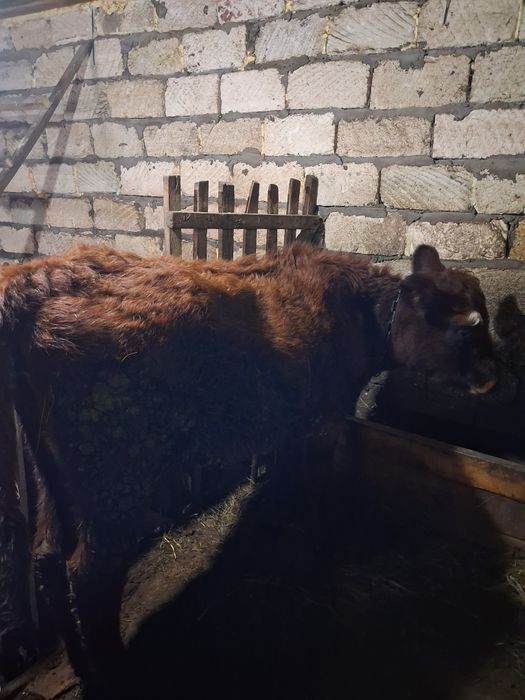 Продам  телочек .