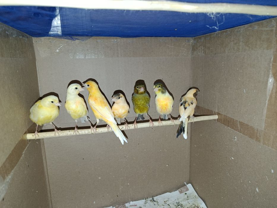 Канарейки разные