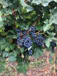 Vand struguri Merlot