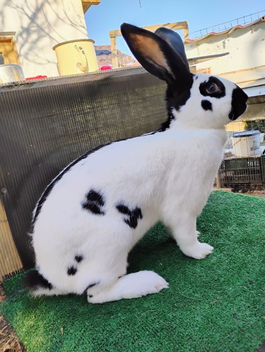 Vînd iepuri de RASĂ ,!!