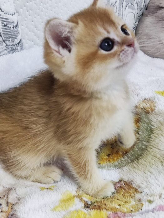 Scottish straight și scottish fold  gold.