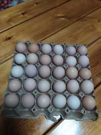 Яйца куриные бежевые