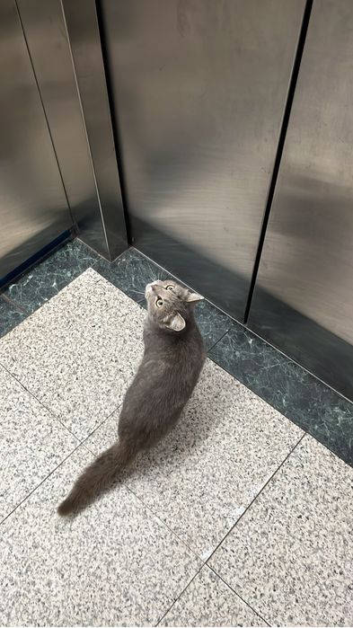 Помогите коту найти дом