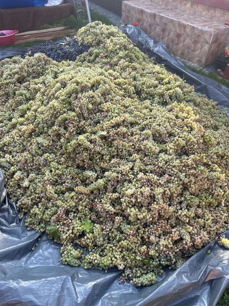 Struguri pentru vin din podgoriile Vrancea