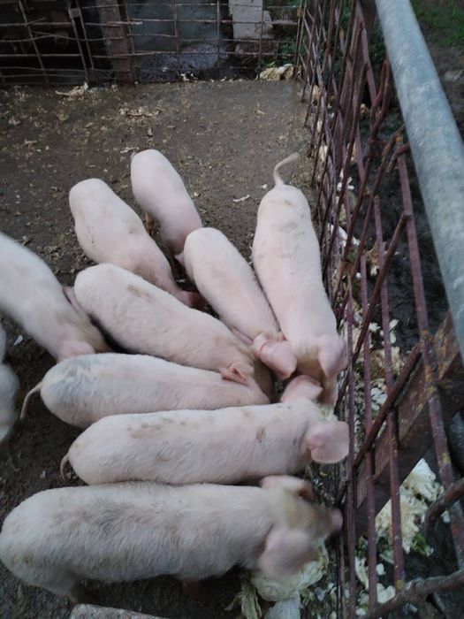 Продавам прасета