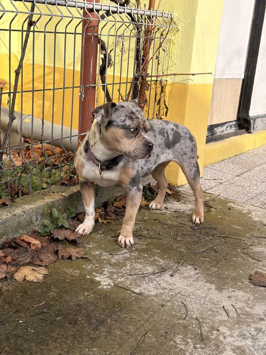 Femela American Bully