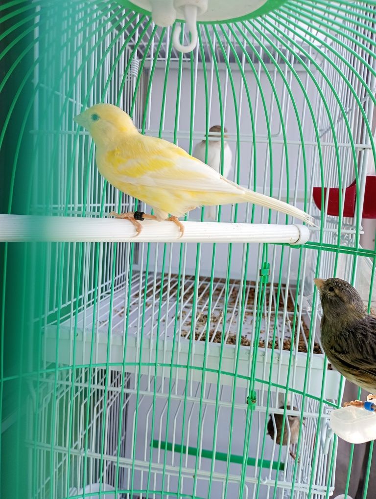 Vând.  5   perechi de canari.