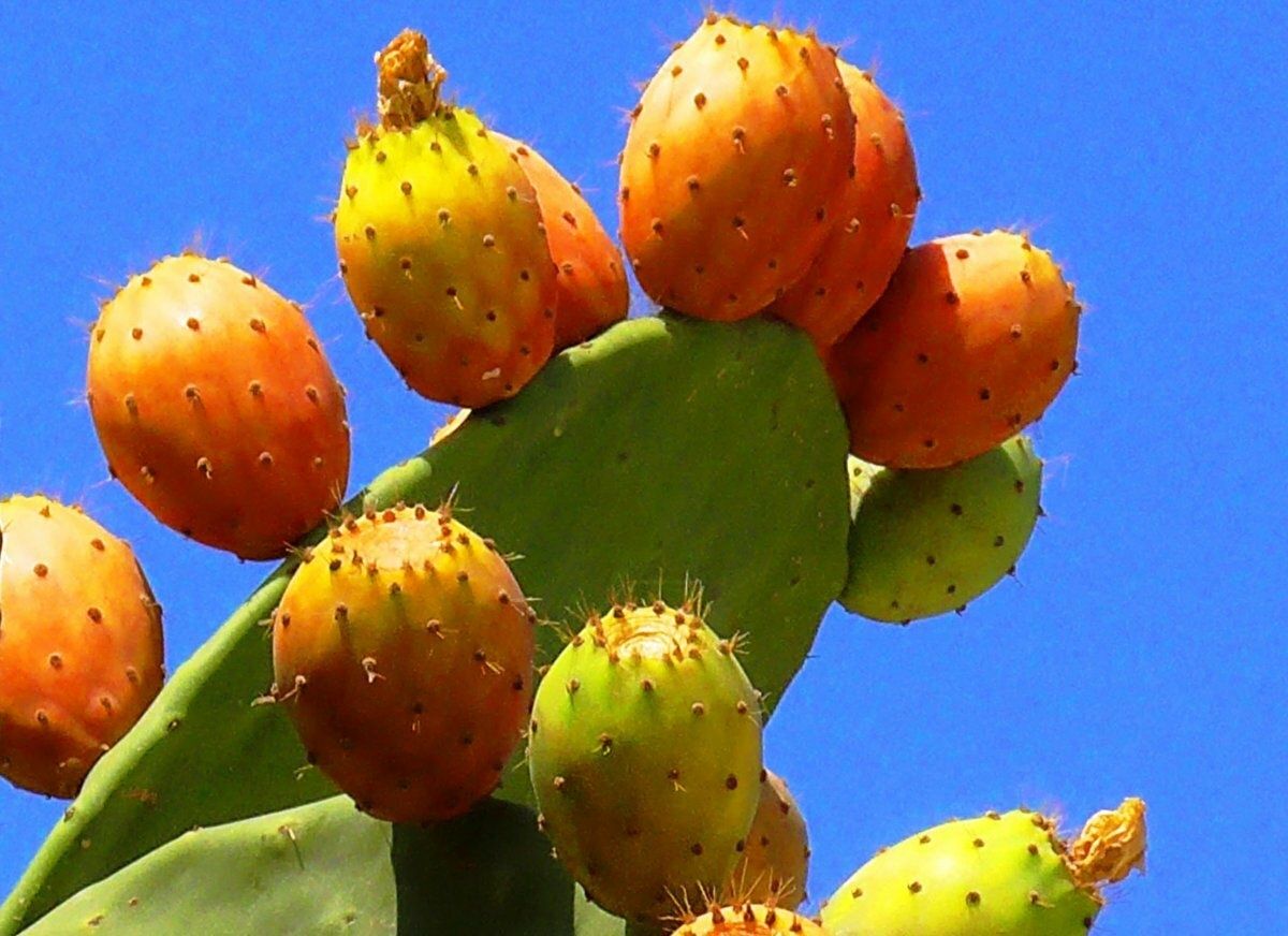 Саженцы трех видов кактуса опунции, в том числе индийской инжирной.