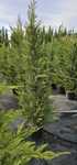 Gard Viu Leylandii
