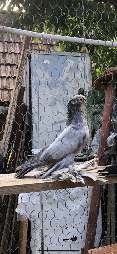 Porumbei jucatori de uzbekistan(uzbeci) de vanzare