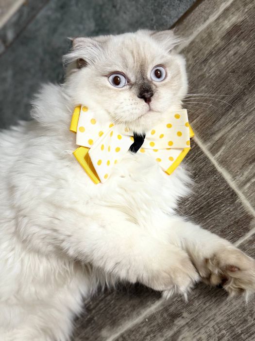 Skotish fold o’g’il bola 7 oylik