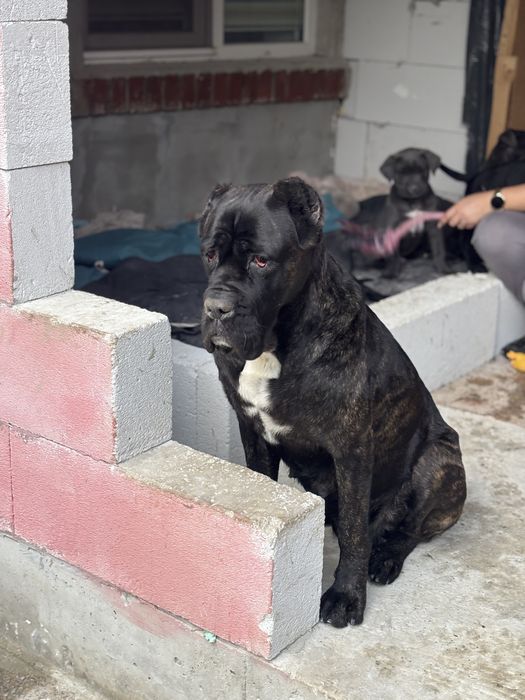 Кане Корсо/Cane Corso