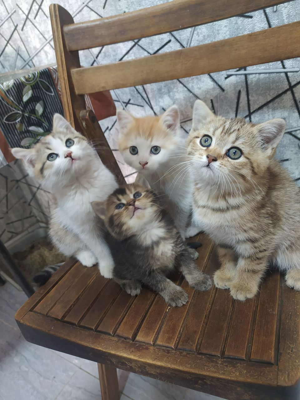 Пародисти котят  скоттиш стрйт и Залатой шиншилла