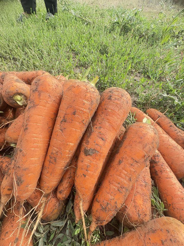 Прожам картофель сорт Коломбо.