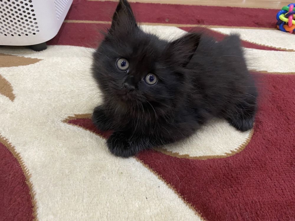 Продается котики
