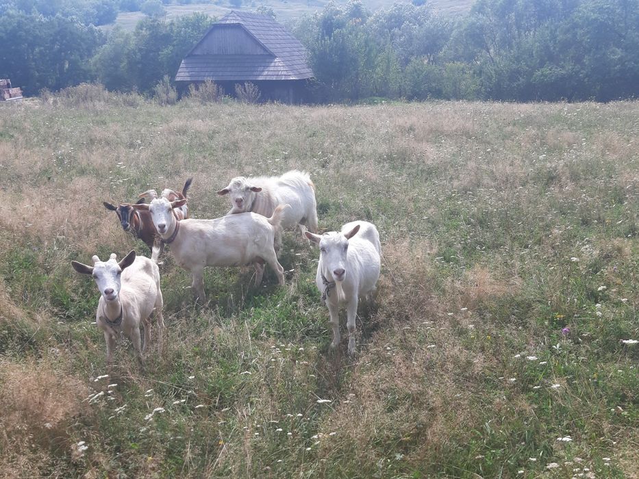 De vînzare 4 capre și 1 țap