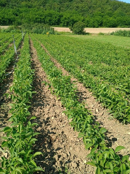 Promo Puiet Nuc Selecționat En Gross/En-Detail,la 100 puiet, 5 gratis