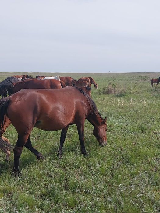 Продам яловую кобылу