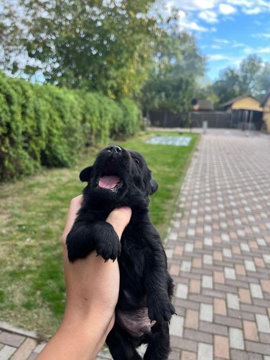 Labrador retriever