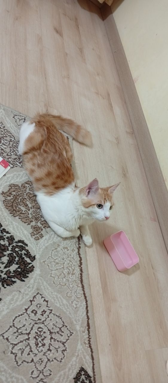 Котик,возраст 7 месяц