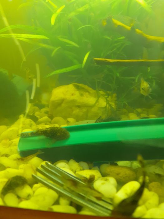 Сомики анцитрусы юговосток