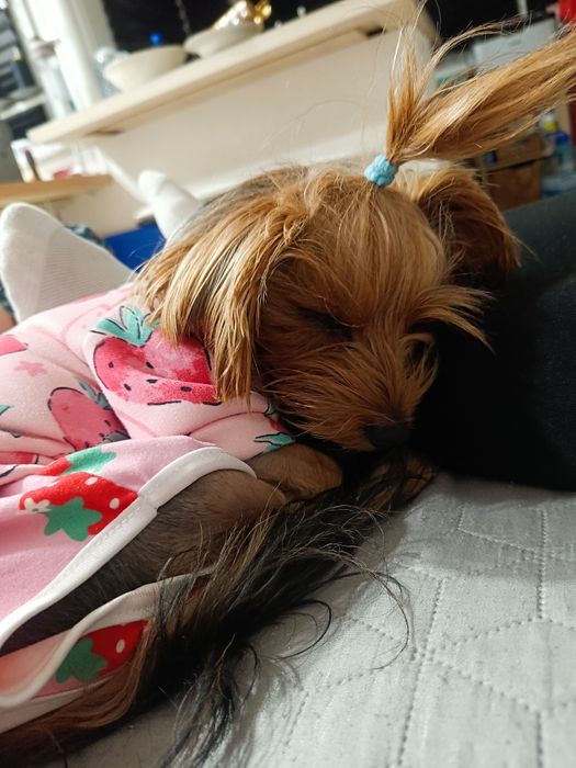 Отдава се мини йорки (3-годишен, възпитан, много спокоен)