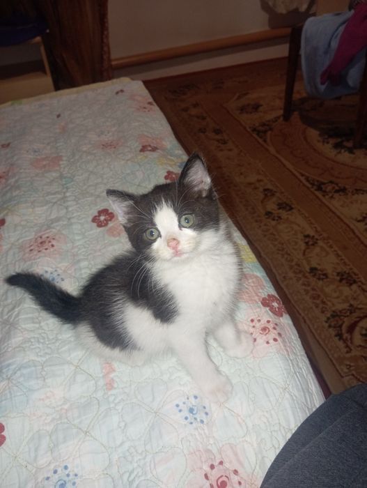 Котенок продается