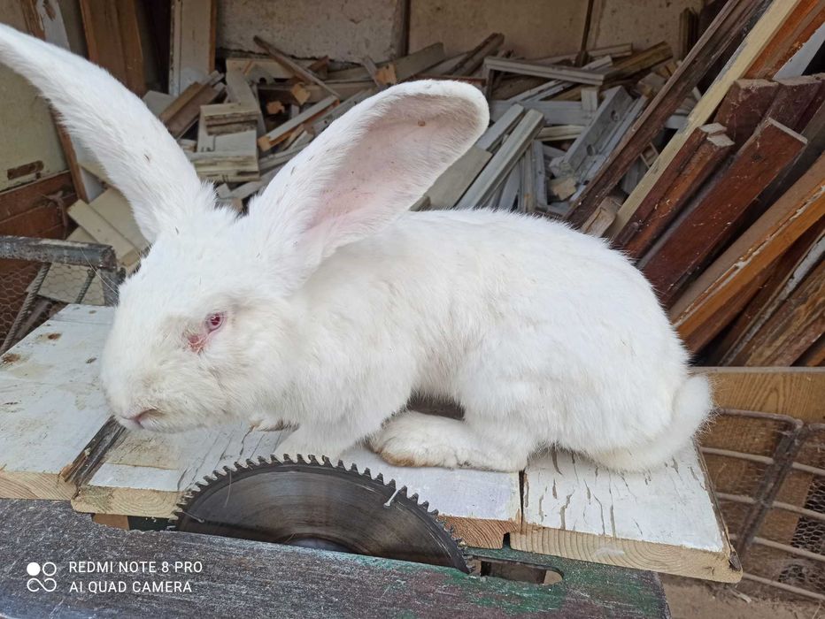 Продавам Зайци Оедрена Чинчила