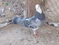 Porumbel de zbor