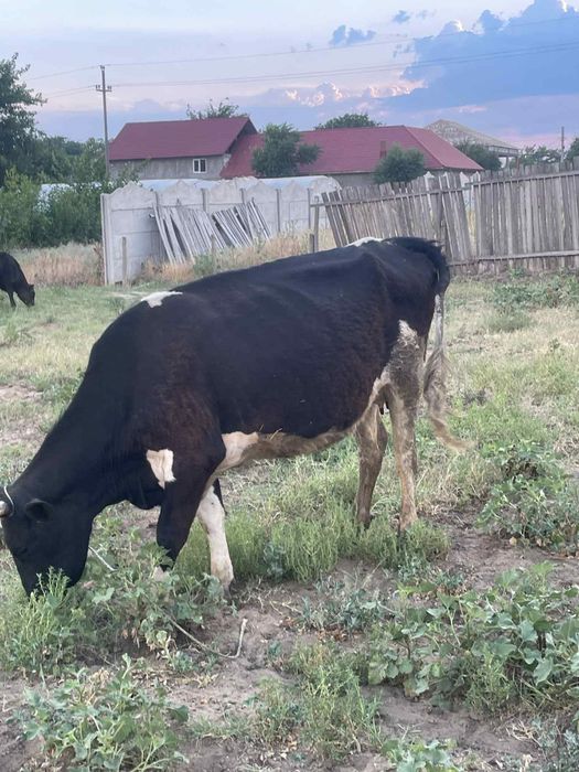 Vând vaci și vitei.vaca cu vitel coasta 2000e