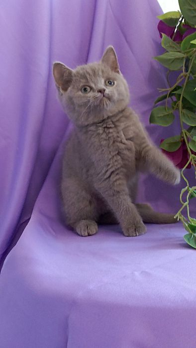 British shorthair blue